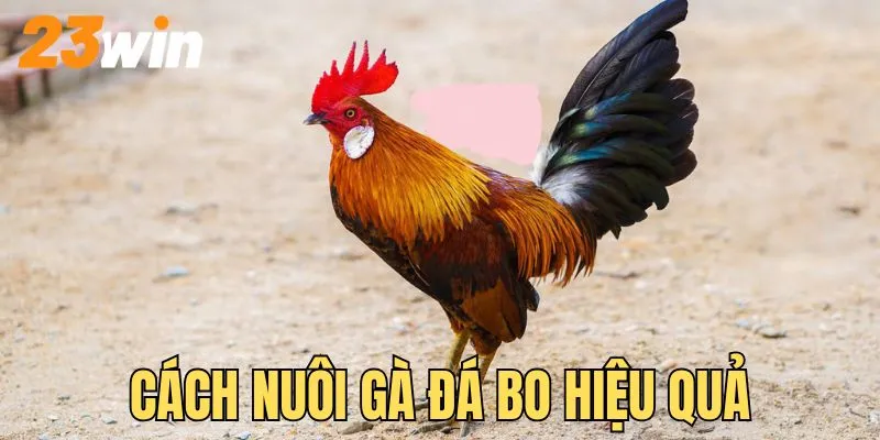 Hướng dẫn cách nuôi gà đá bo đơn giản nhưng hiệu quả 