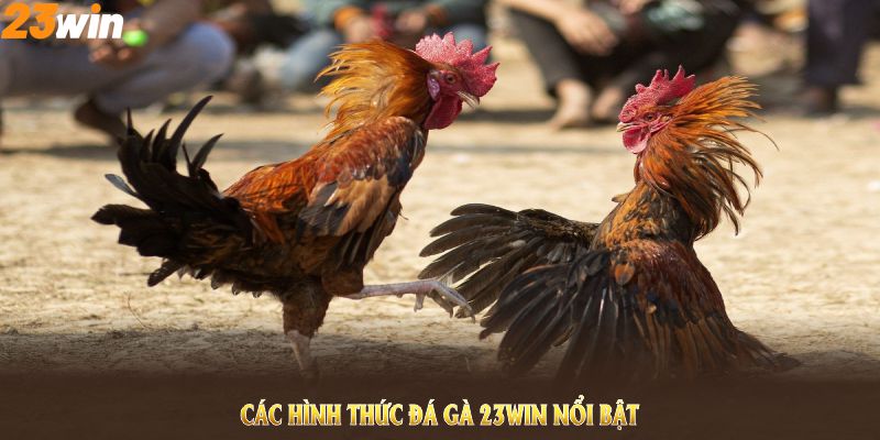Tìm hiểu các hình thức đá gà 23WIN nổi bật nhất