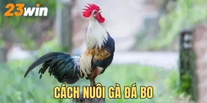 cách nuôi gà đá bo