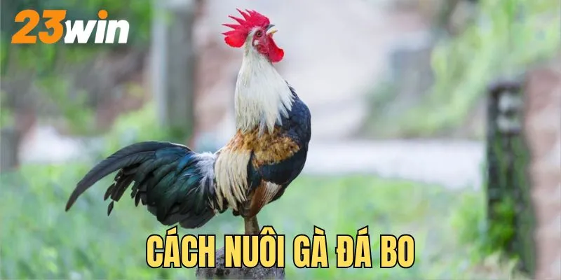 cách nuôi gà đá bo