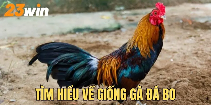 Tìm hiểu về giống gà được nhiều người yêu thích