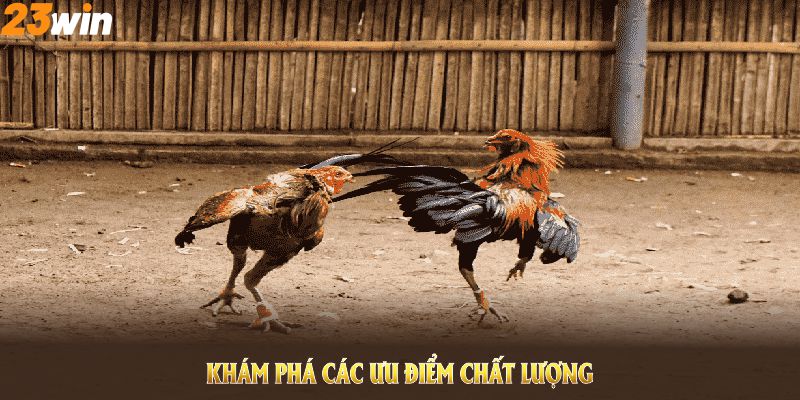Khám phá các ưu điểm chất lượng của đá gà 23WIN ngay từ bây giờ