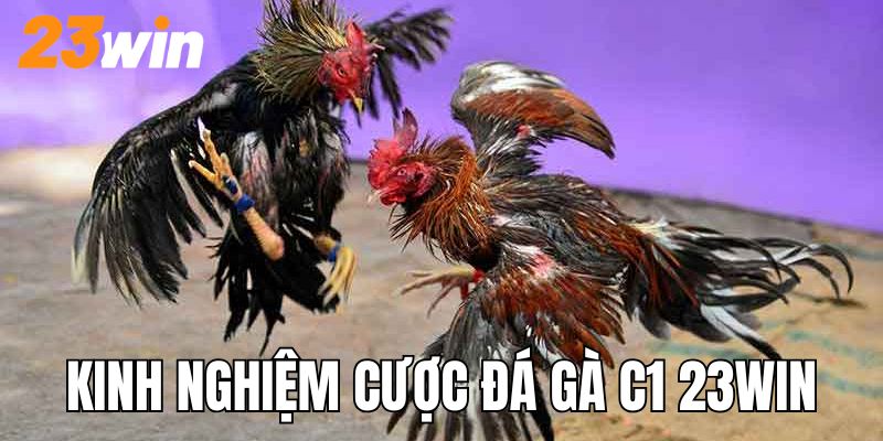 Kinh nghiệm từ sư kê khi tham gia cược đá gà C1