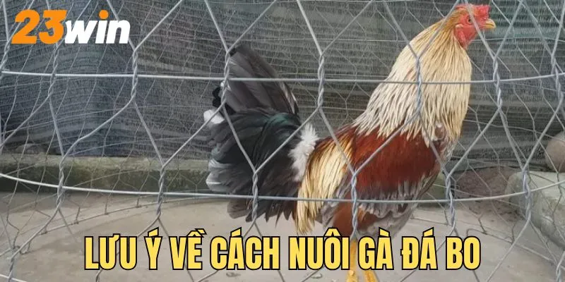 Lưu ý về cách nuôi gà đá bo cho đúng
