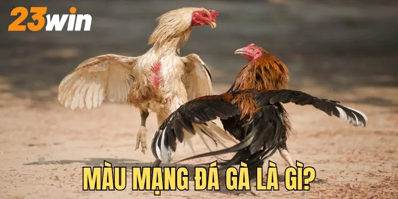 Giới thiệu về màu mệnh của đá gà