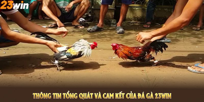 Thông tin tổng quát và cam kết của đá gà 23WIN từ khi chính thức ra mắt