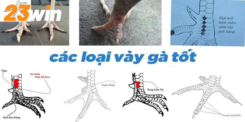 Một số loại vảy tốt giúp người chơi xem vảy gà đá chính xác