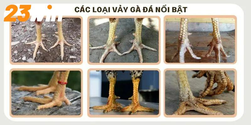 Xem vảy gà đá mang đến lợi ích gì trong quá trình đặt cược