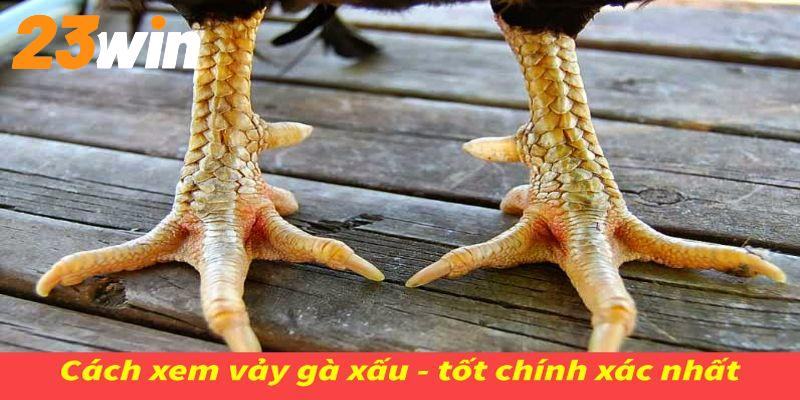 xem vảy đá gà